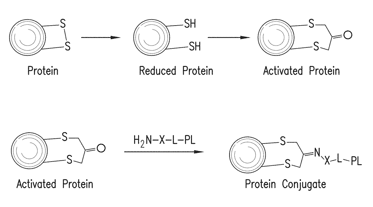 Methods for making conjugates from disulfide-containing proteins