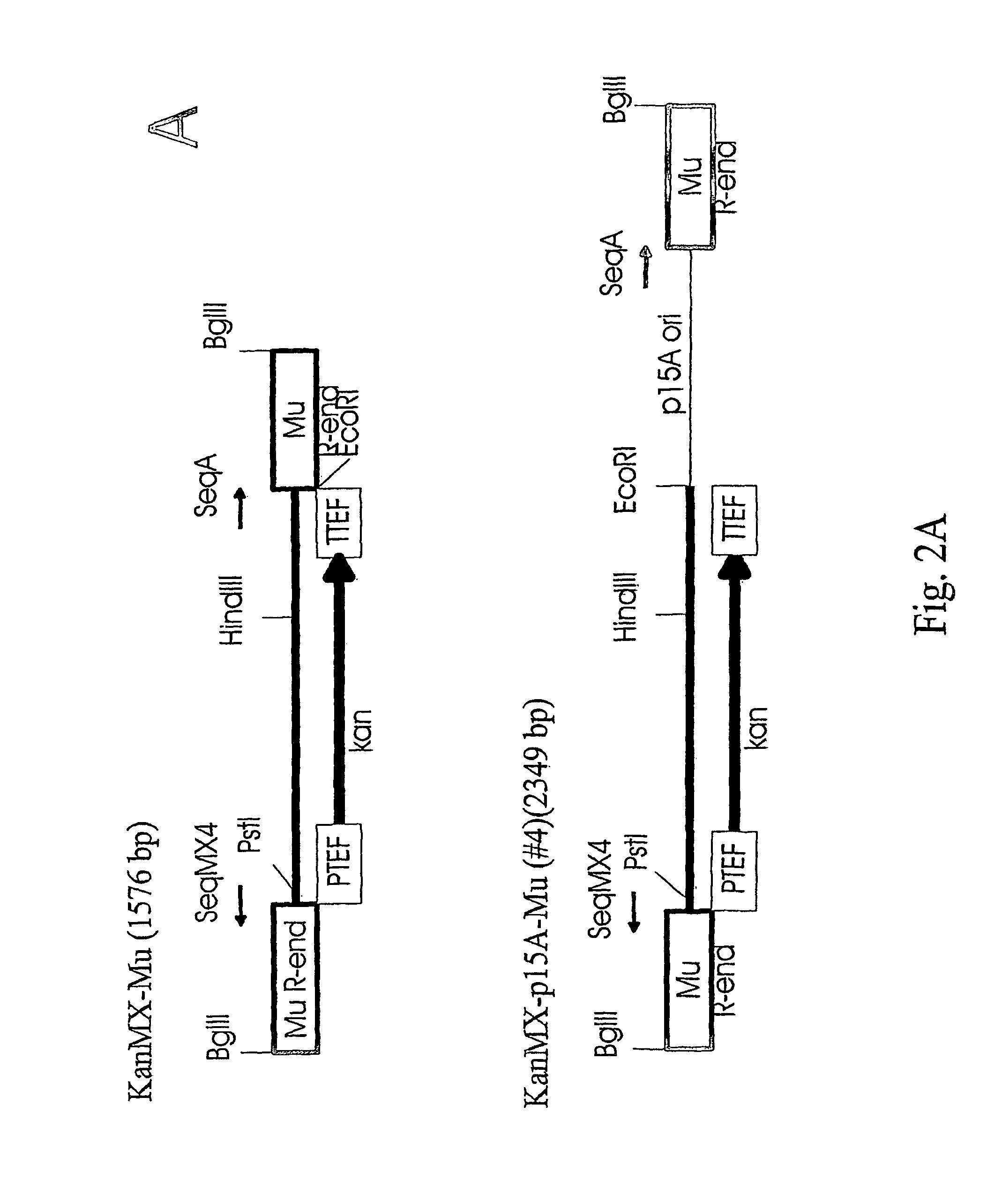 Method for delivering nucleic acid into eukaryotic genomes