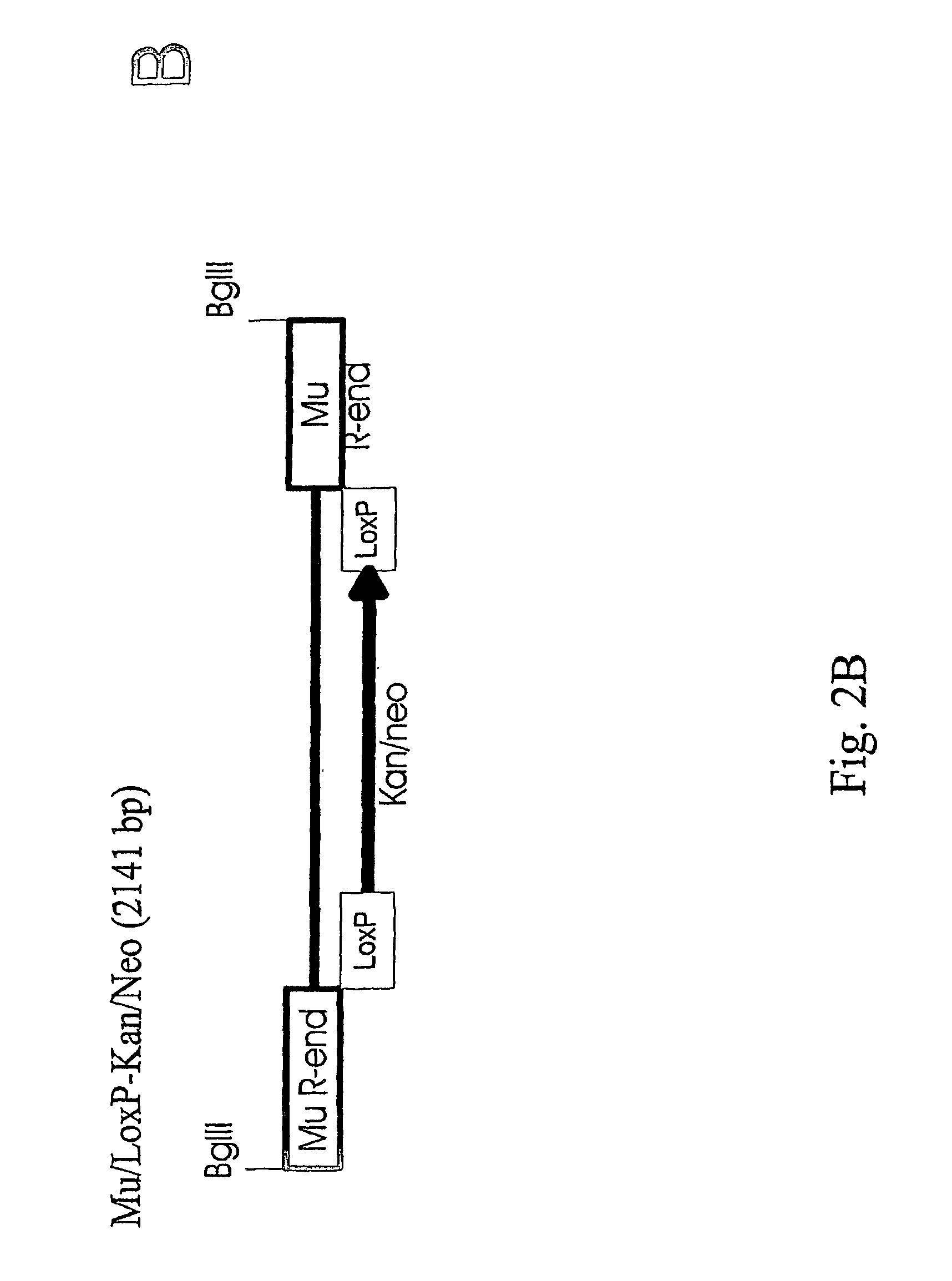 Method for delivering nucleic acid into eukaryotic genomes