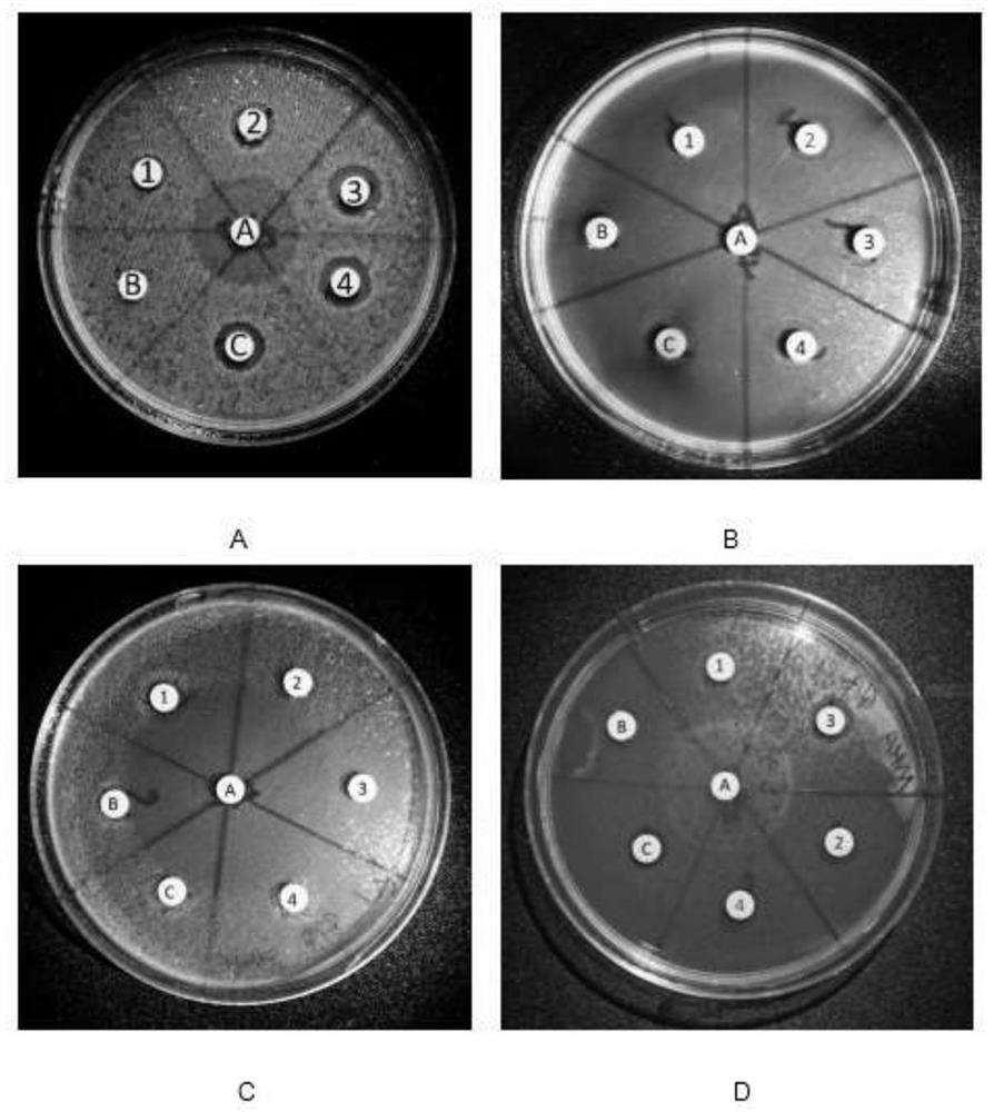 Antibacterial peptides with high antibacterial activity and application thereof