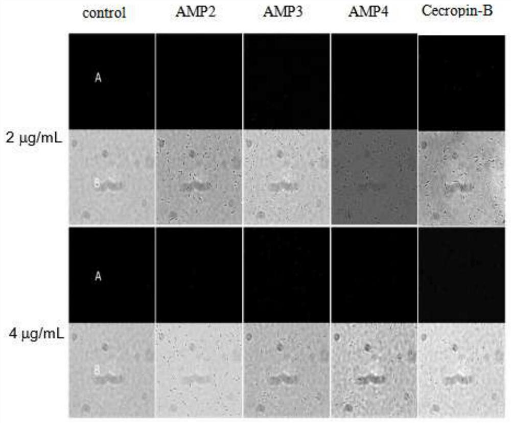 Antibacterial peptides with high antibacterial activity and application thereof