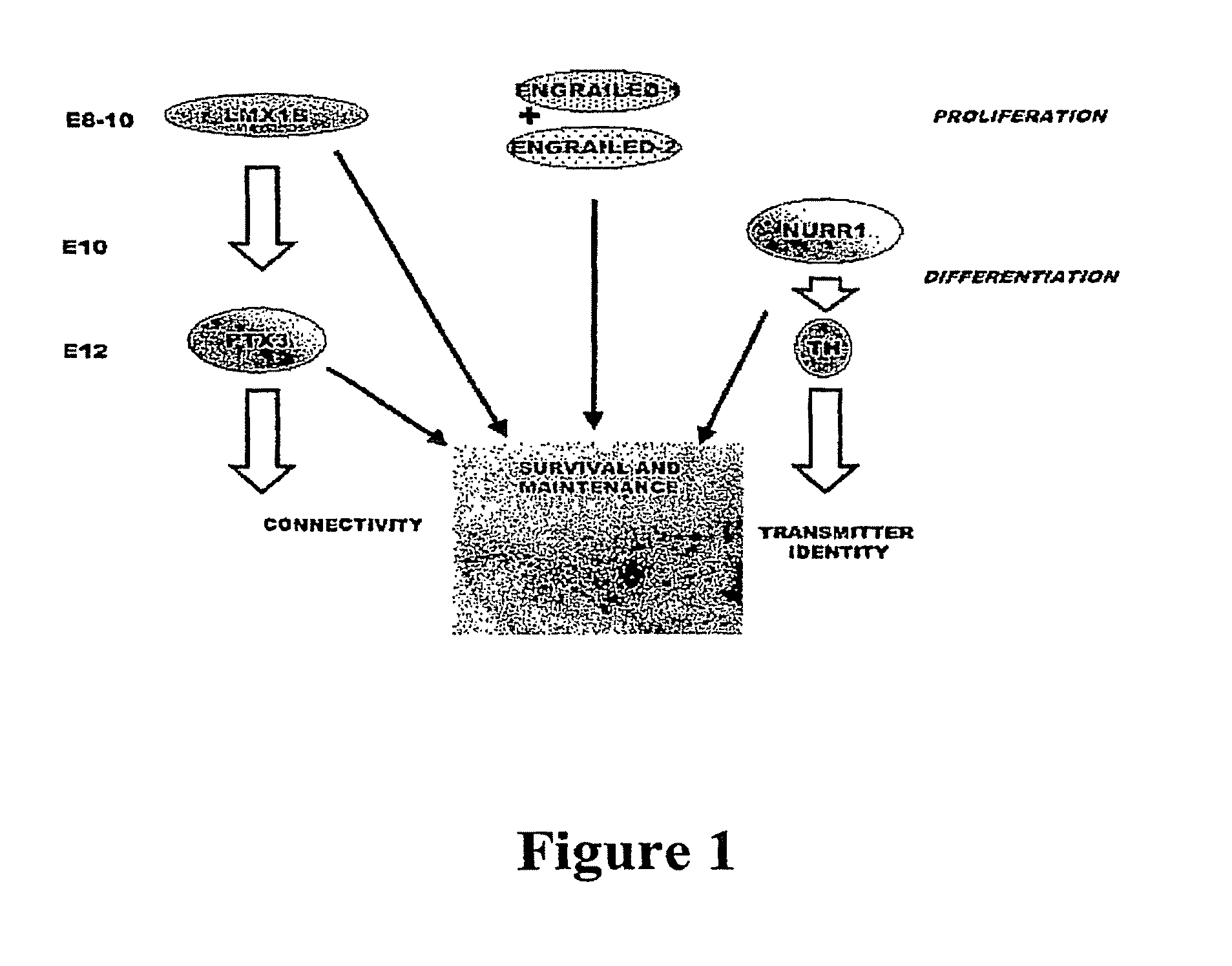 Methods and compositions for the treatment of Parkinson's Disease