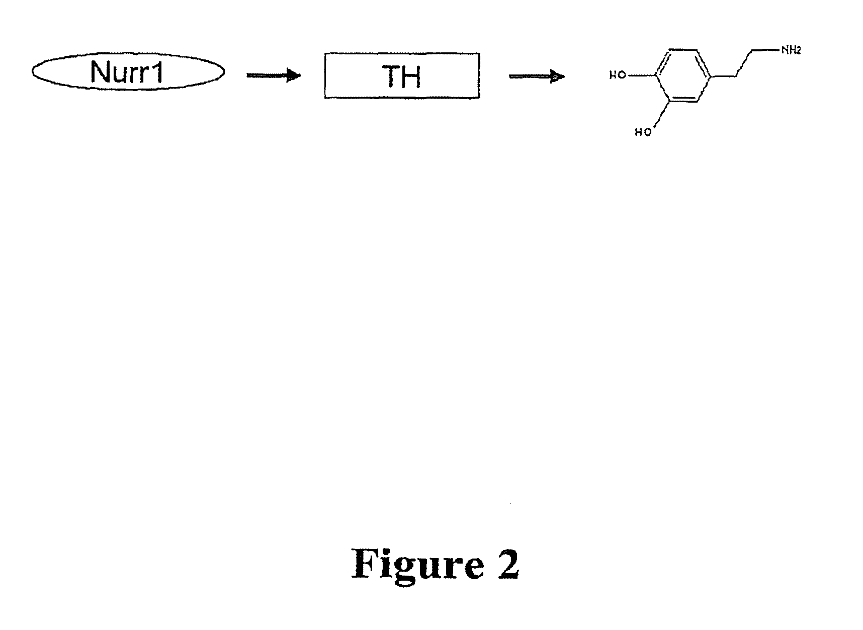 Methods and compositions for the treatment of Parkinson's Disease