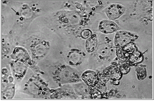 In vitro construction method of cytoplasmic polyhedrosis virus of Bombyx mori