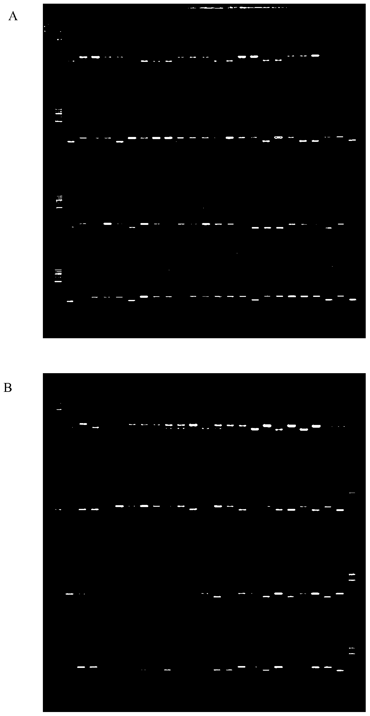 Linkage markers for tomato fruit firmness traits and their application