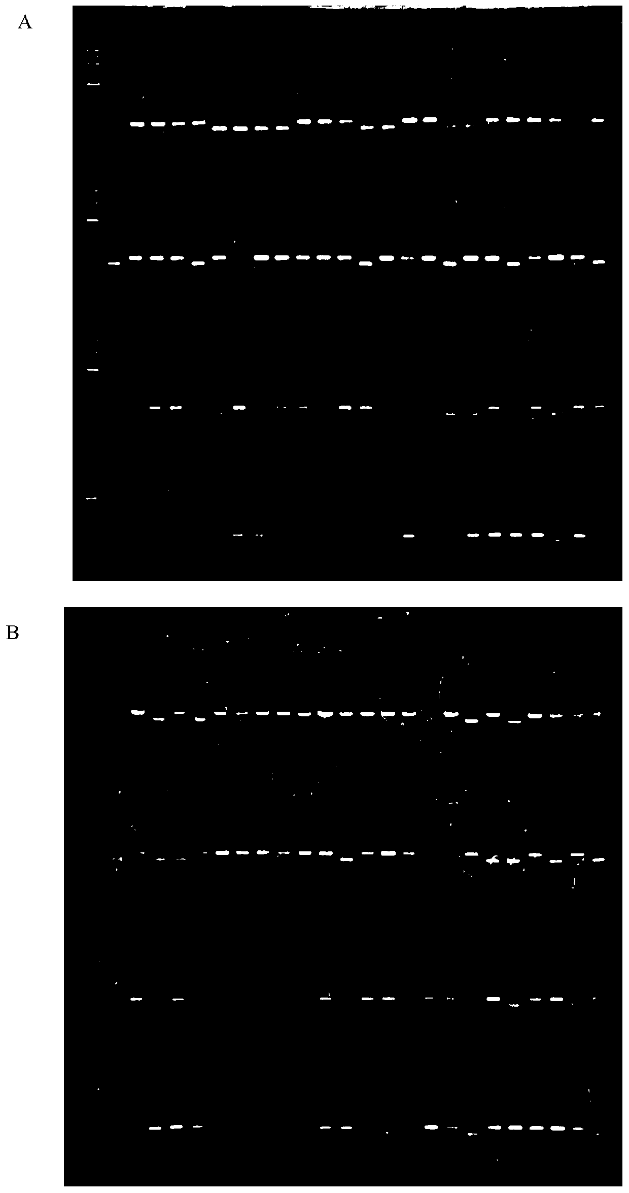 Linkage markers for tomato fruit firmness traits and their application