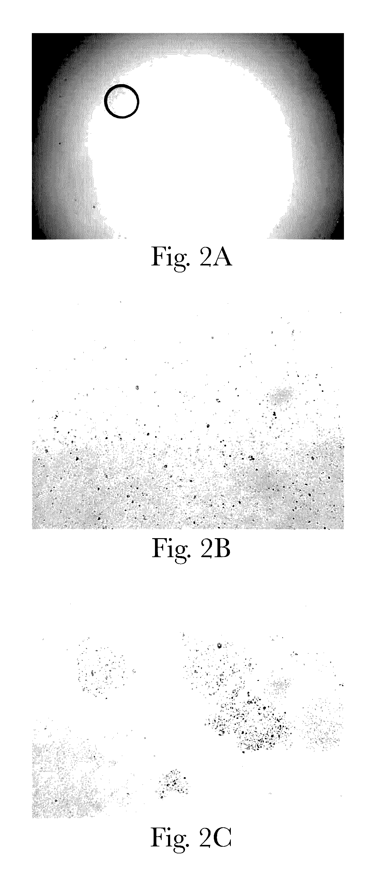 Method for making bismuth containing liquid pharmaceutical suspensions
