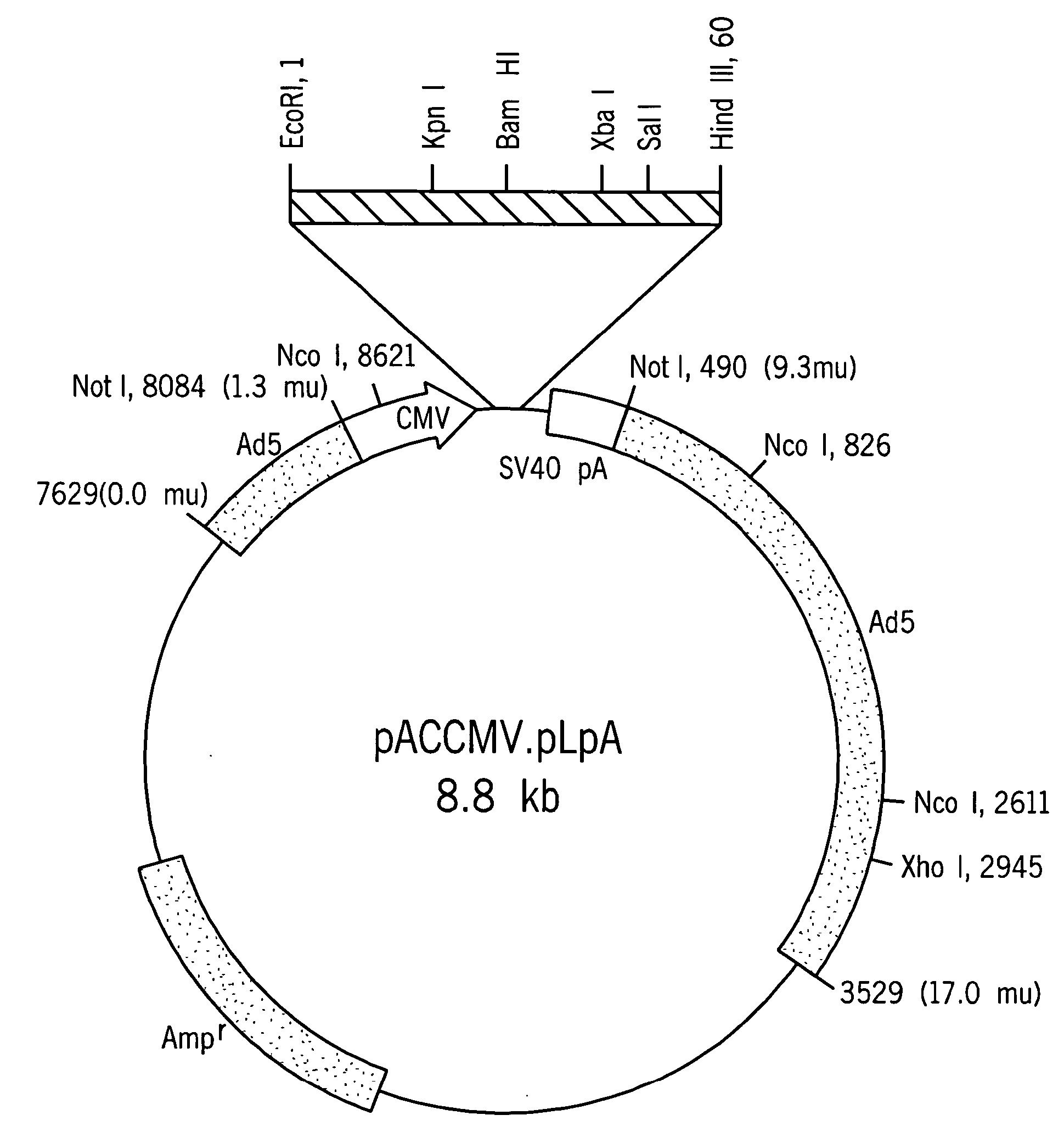 Treatment of diabetes with synthetic beta cells