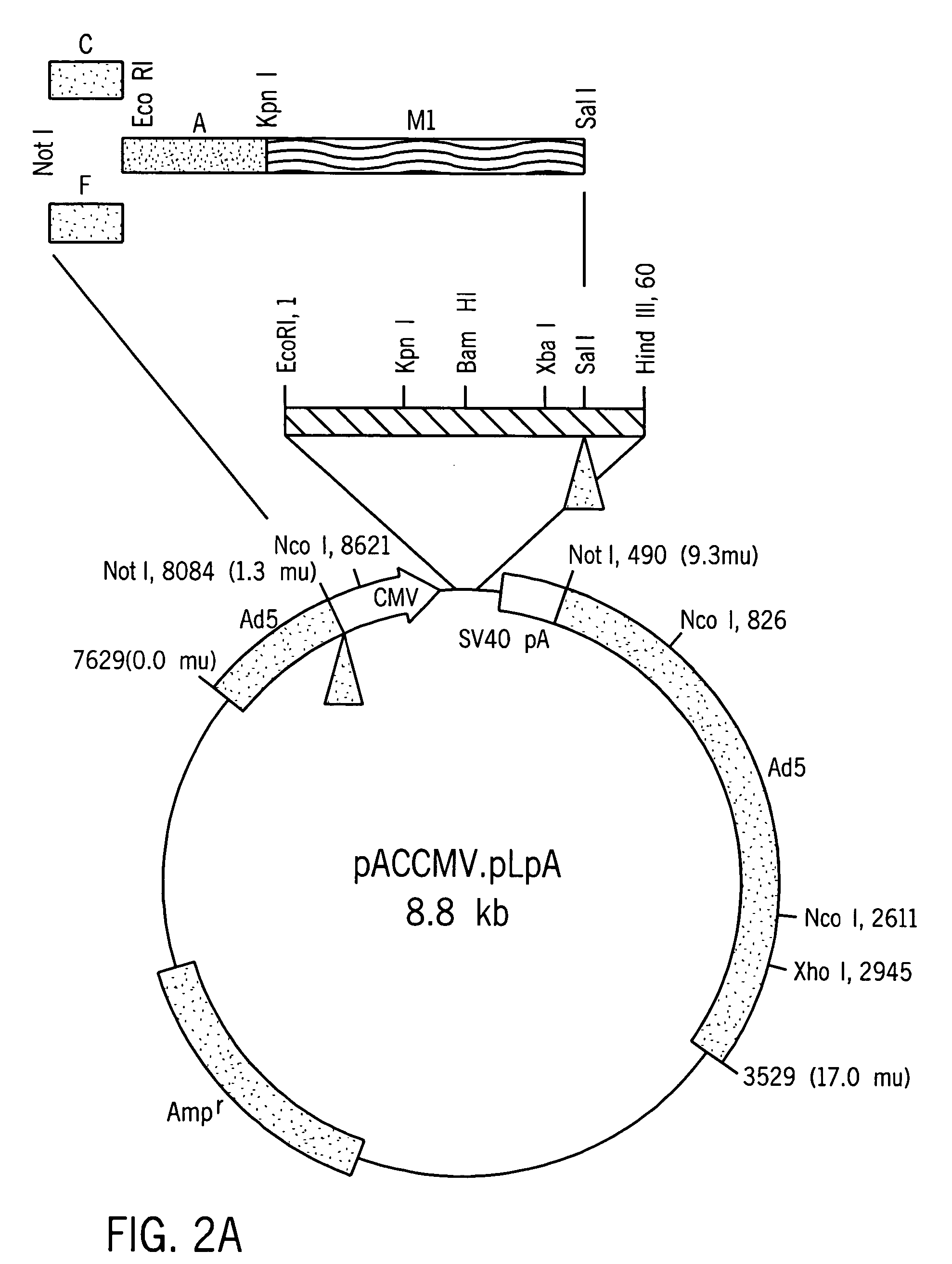 Treatment of diabetes with synthetic beta cells