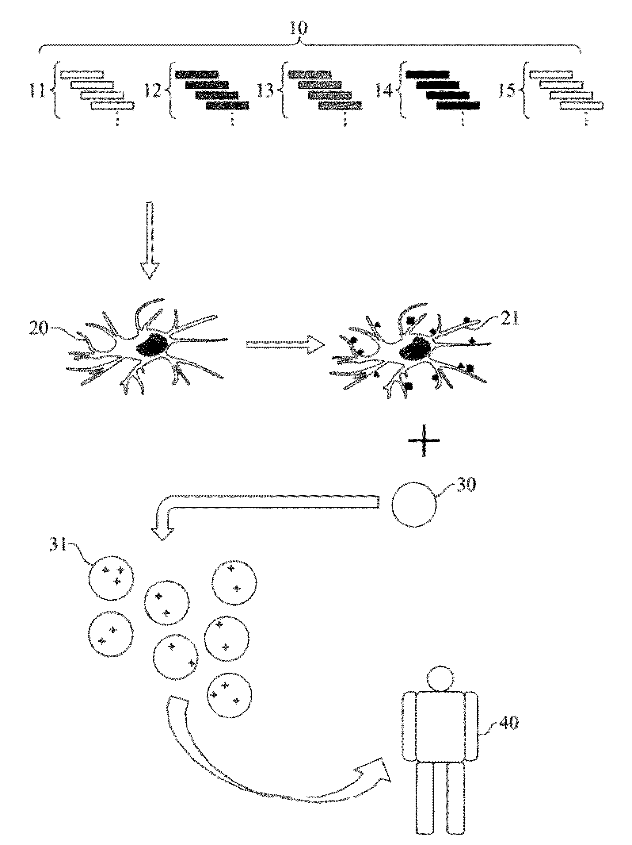 Immunogenic composition comprising peptides derived from cytomegalovirus and the use thereof