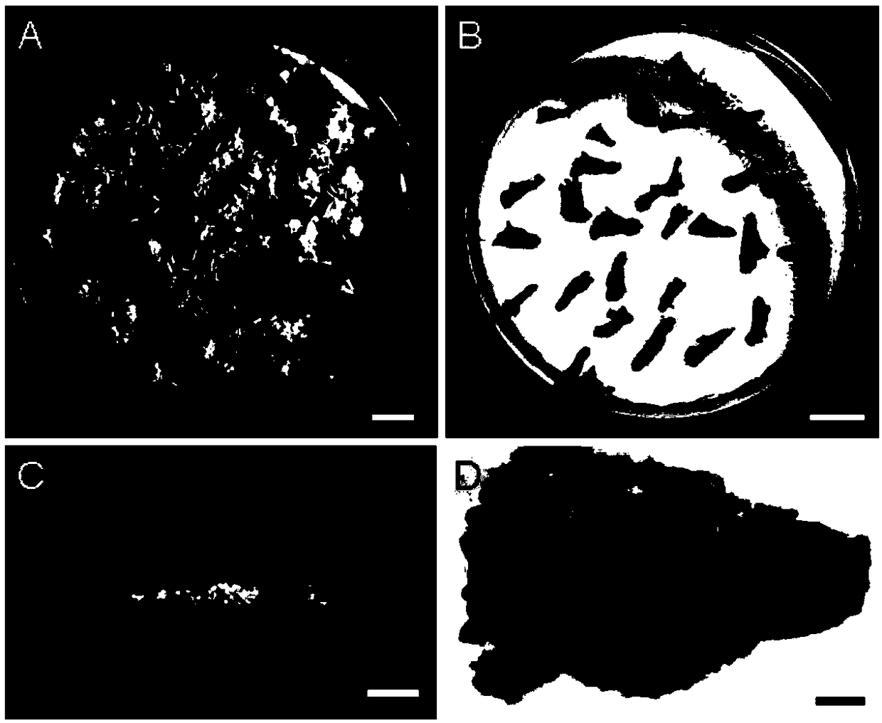 Method for screening germination-related marker metabolites of Picea asperata Mast. somatic embryo based on NMR technology