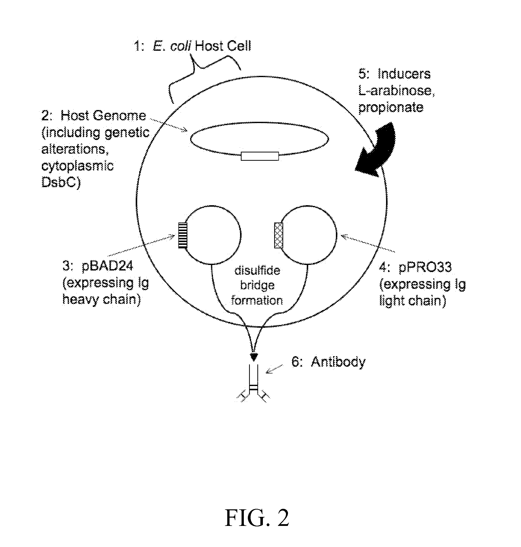 Inducible coexpression system