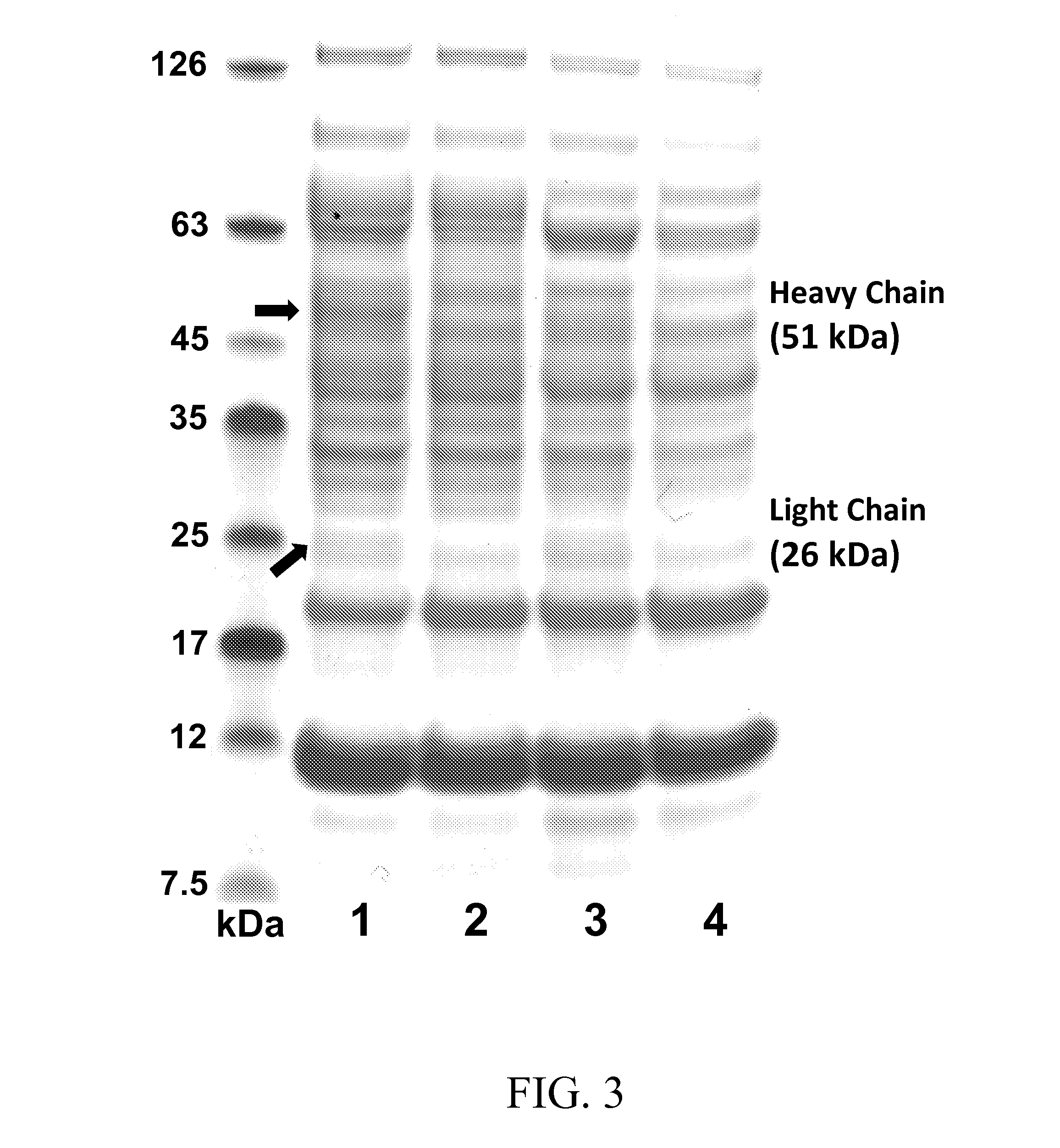 Inducible coexpression system