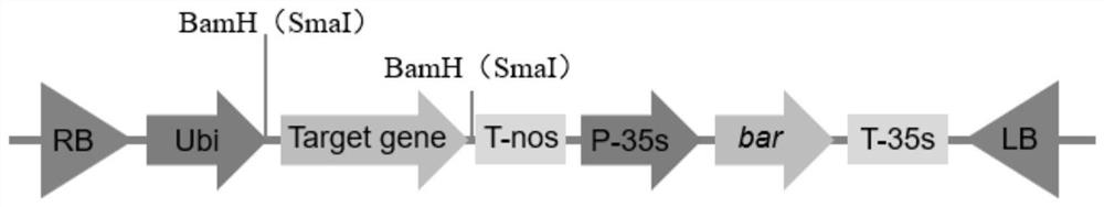 Maize gene zmlip2 and its application