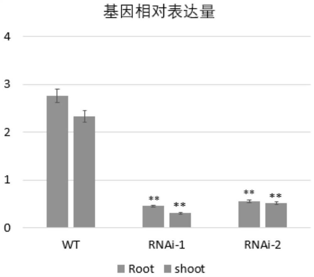 Maize gene zmlip2 and its application