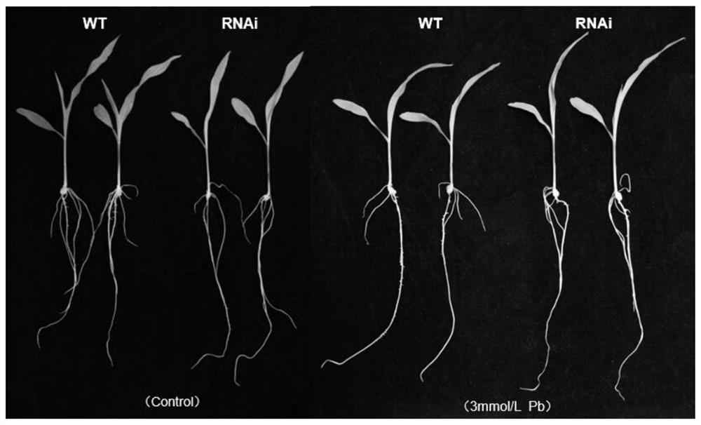 Maize gene zmlip2 and its application