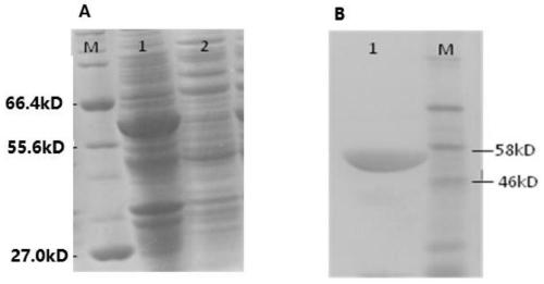 A kind of prawn disease-resistant Toll9 protein and its coding cDNA and application