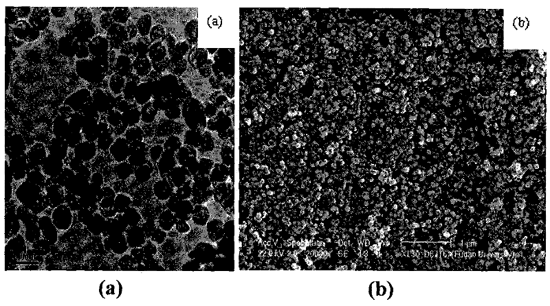 Amino magnetic nanoparticles immobilized on the surface of metal copper ions and its preparation method and application