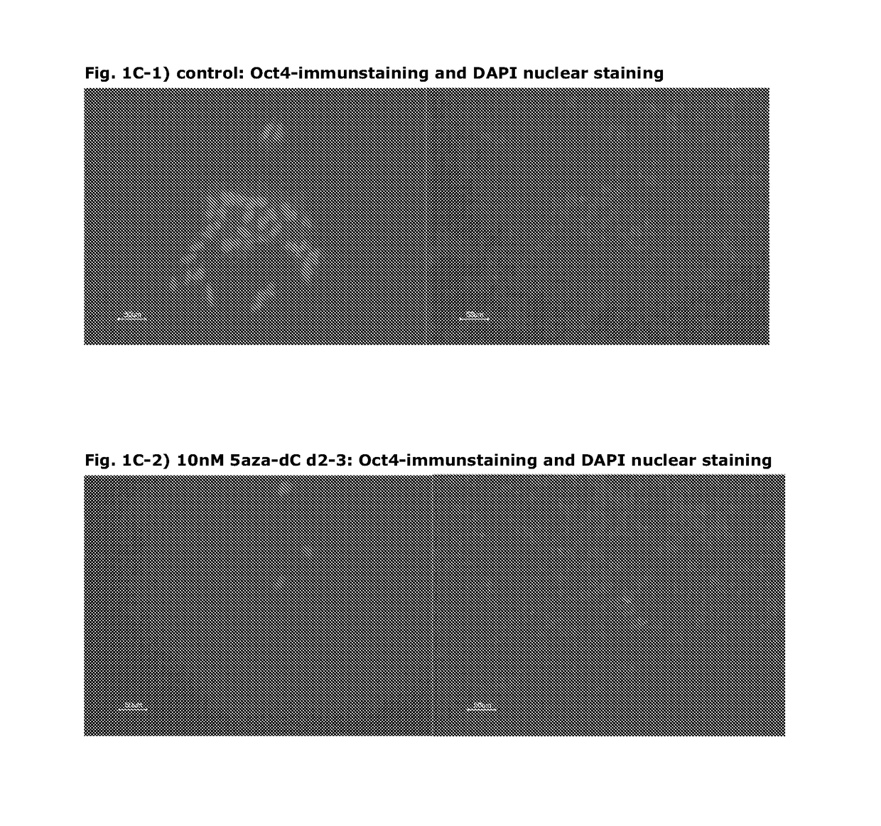 Methods for producing mammalian pluripotent stem cell-derived endodermal cells