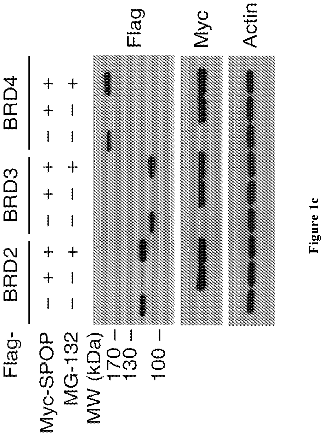 Methods and materials for identifying and treating bet inhibitor-resistant cancers