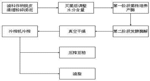 Method for preparing oil in auxiliary cold pressing manner by solid-state fermentation of oil crops by two steps via aspergillus oryzae