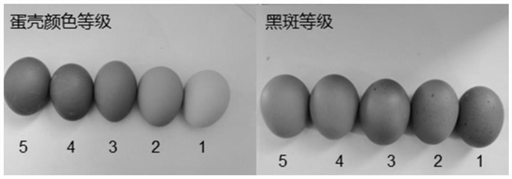 Illumination method for improving eggshell quality in later egg laying period of laying hens