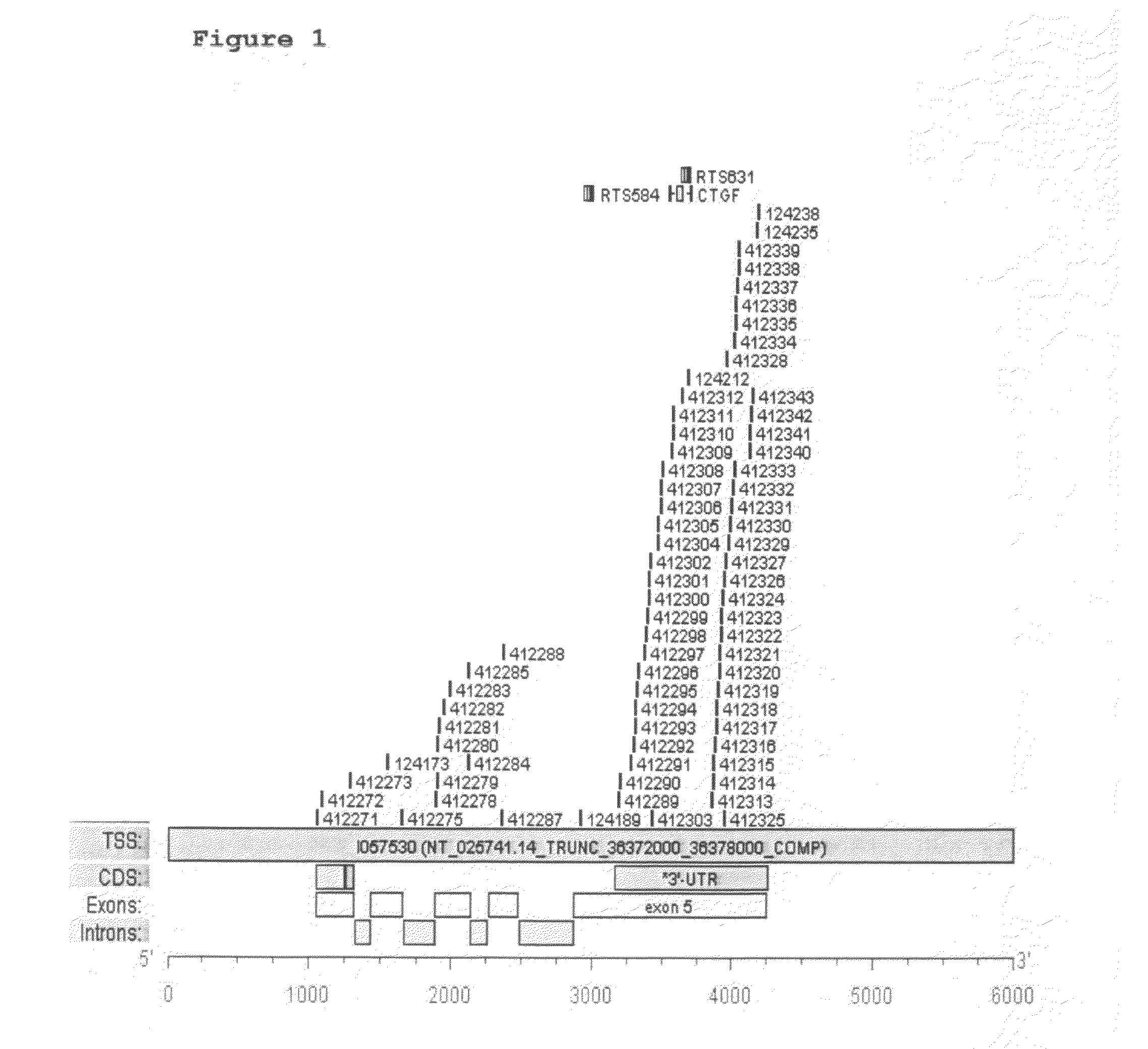 Antisense oligonucleotides directed against connective tissue growth factor and uses thereof