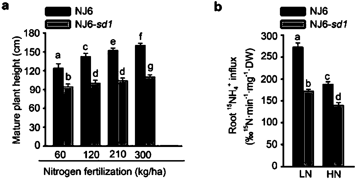 Gene capable of increasing nitrogen fertilizer utilization efficiency and yield of rice and application thereof