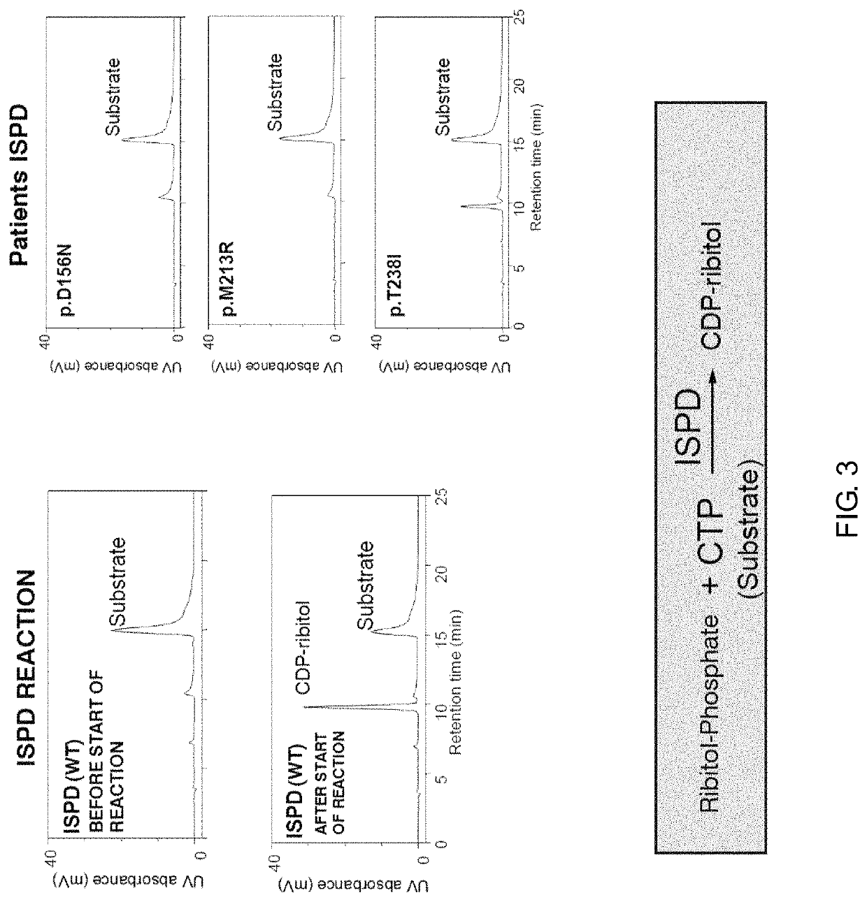 Therapeutic agent for diseases associated with abnormalities in dystroglycan sugar chain modification and method for assaying associated enzyme