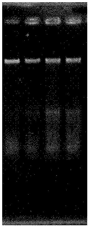 Corn fungus inducing promoter and activity analysis