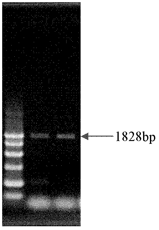 Corn fungus inducing promoter and activity analysis