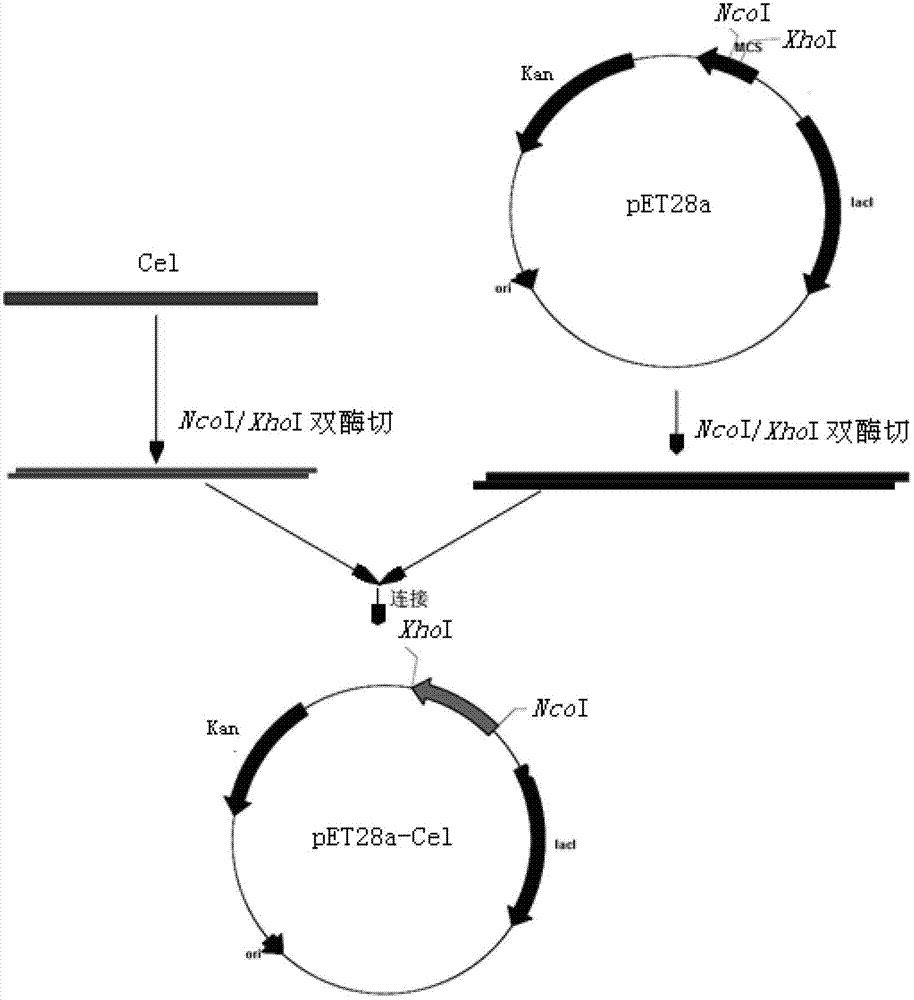 Application of cellulase in soluable and secretion expression of recombinant protein in escherichia coli