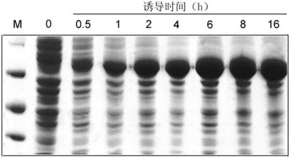Application of cellulase in soluable and secretion expression of recombinant protein in escherichia coli