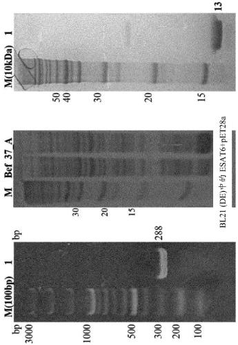 DNA aptamer binding specifically to esat6 and use thereof