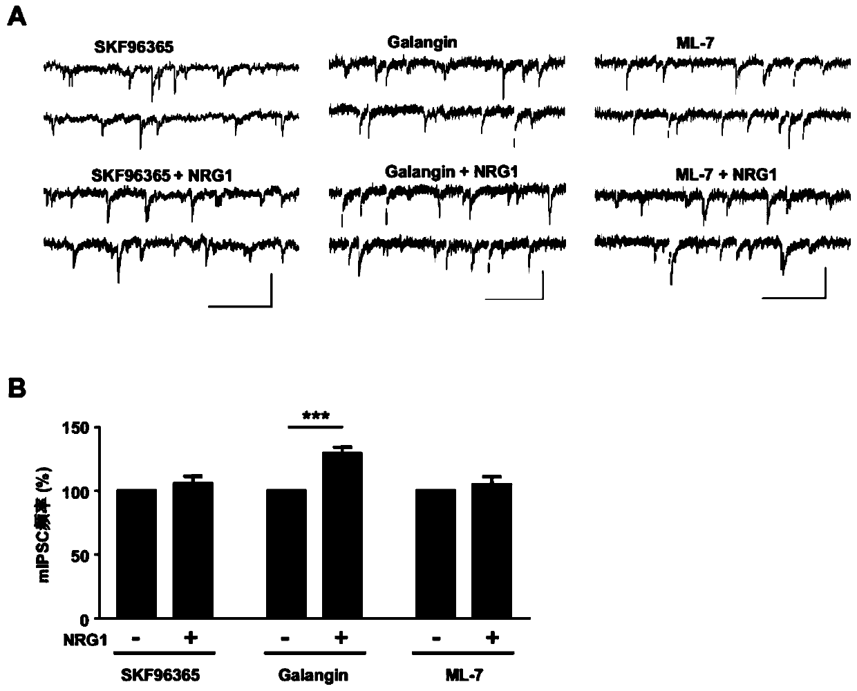 Application of Neuregulin-1 (NRG1) in preparation of product to enhance Transient Receptor Potential Cation Channel Subfamily C Member 6 (TRPC6) channel activity