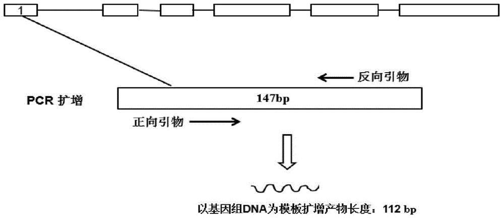 Method for detecting whether genome DNA contamination exists in cDNA sample of watermelon