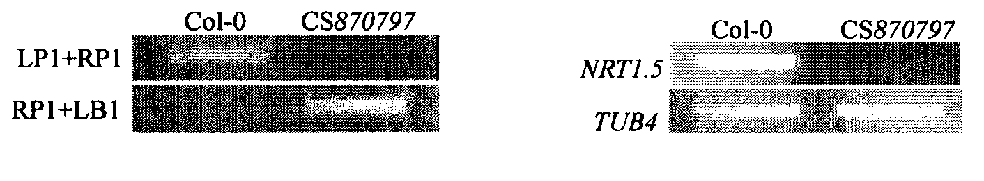 Nitrate transporter gene AtNRT1.5, and coding protein and application thereof