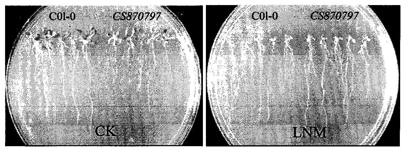 Nitrate transporter gene AtNRT1.5, and coding protein and application thereof
