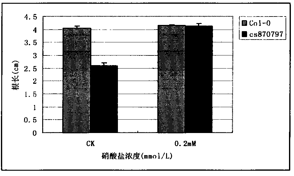 Nitrate transporter gene AtNRT1.5, and coding protein and application thereof