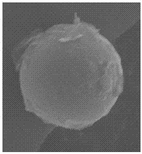 TiO2 microsphere and preparation method therefor