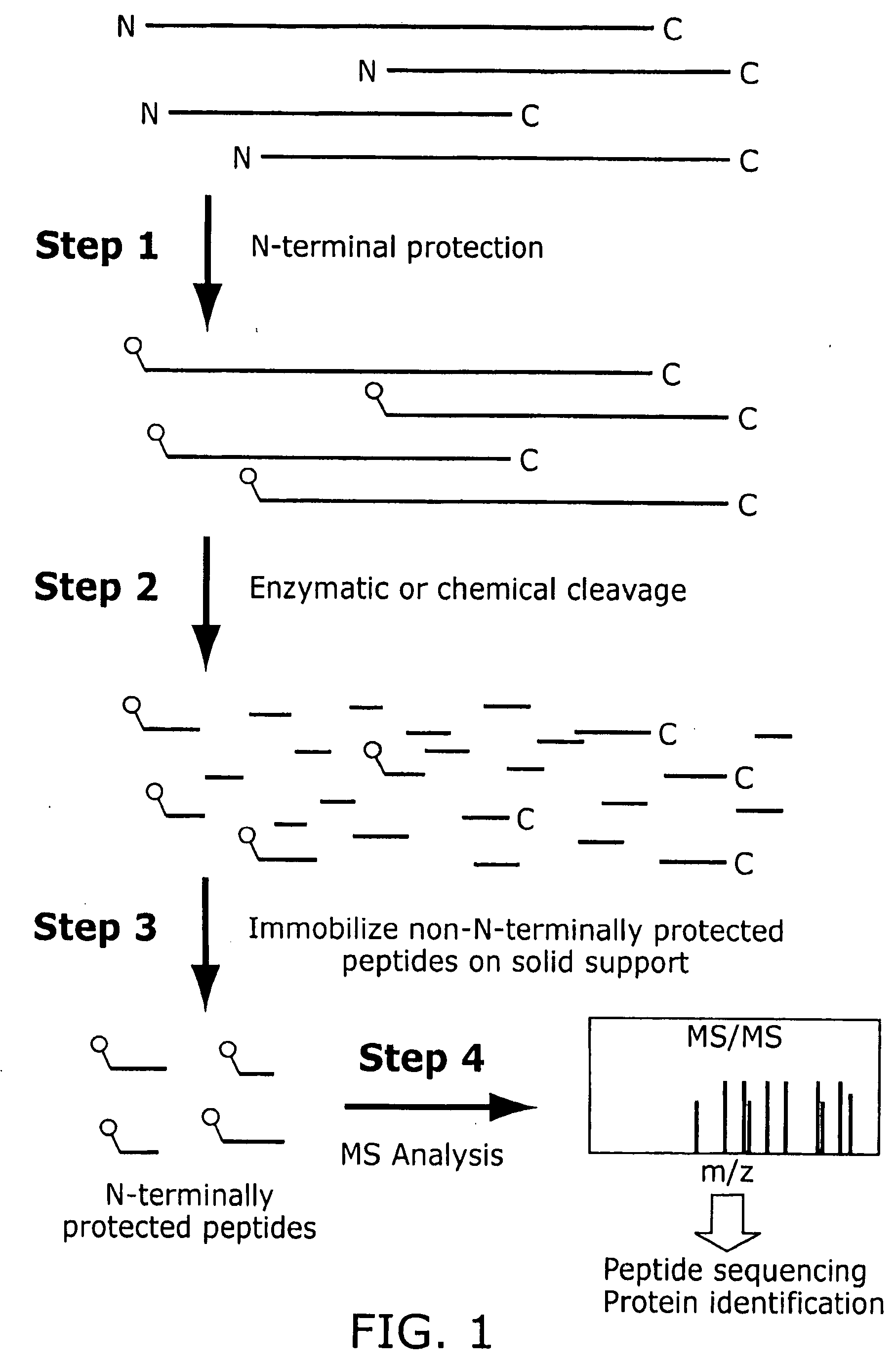 N-or C-terminal peptide selection method for proteomics