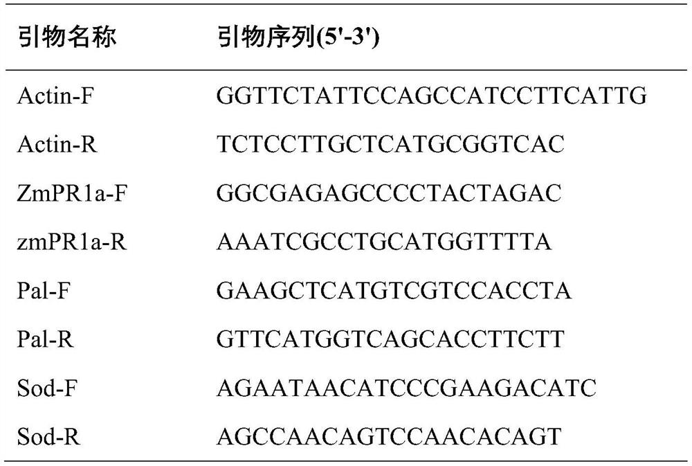 Maize sheath surface paenibacillus polymyxa strain and application thereof