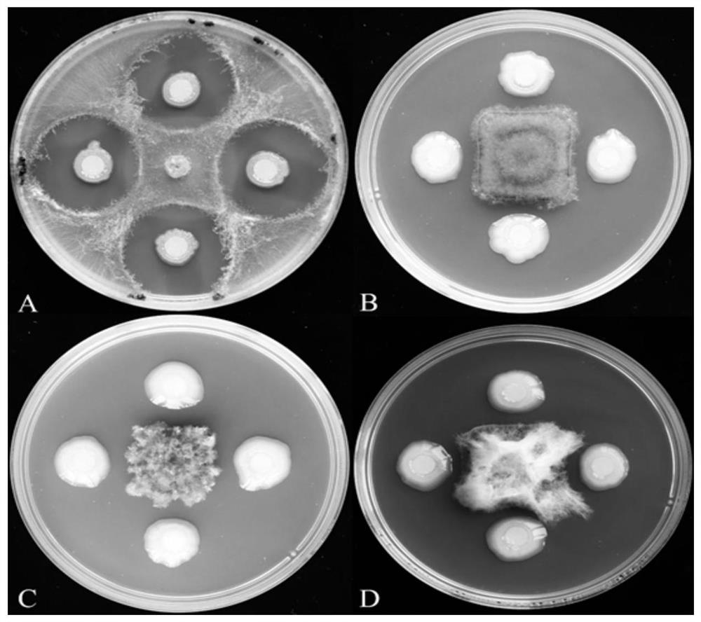 Maize sheath surface paenibacillus polymyxa strain and application thereof