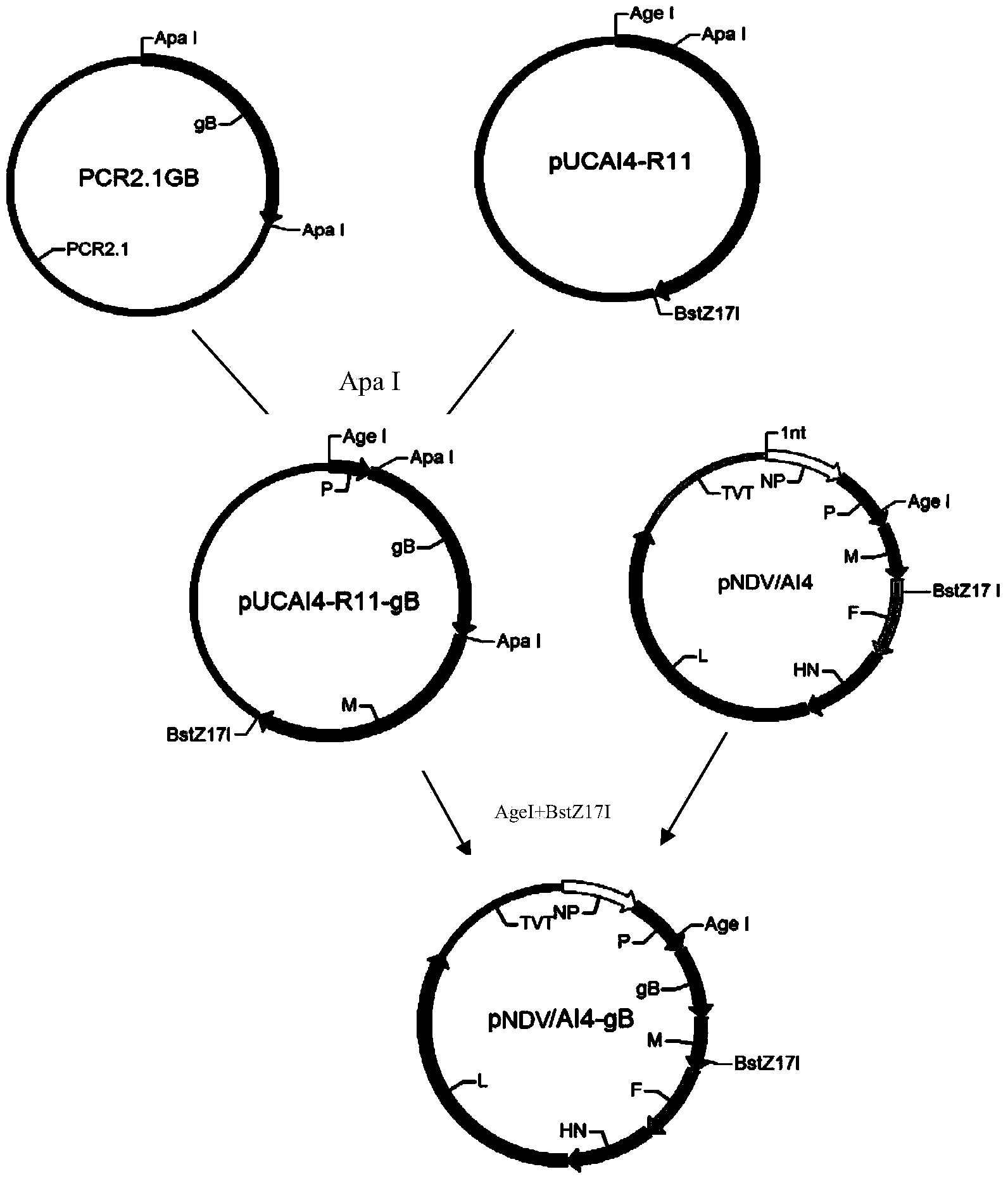 Recombinant newcastle disease virus rAI4-gB vaccine strain expressing infectious laryngotracheitis virus gB protein, and construction method for the vaccine strain