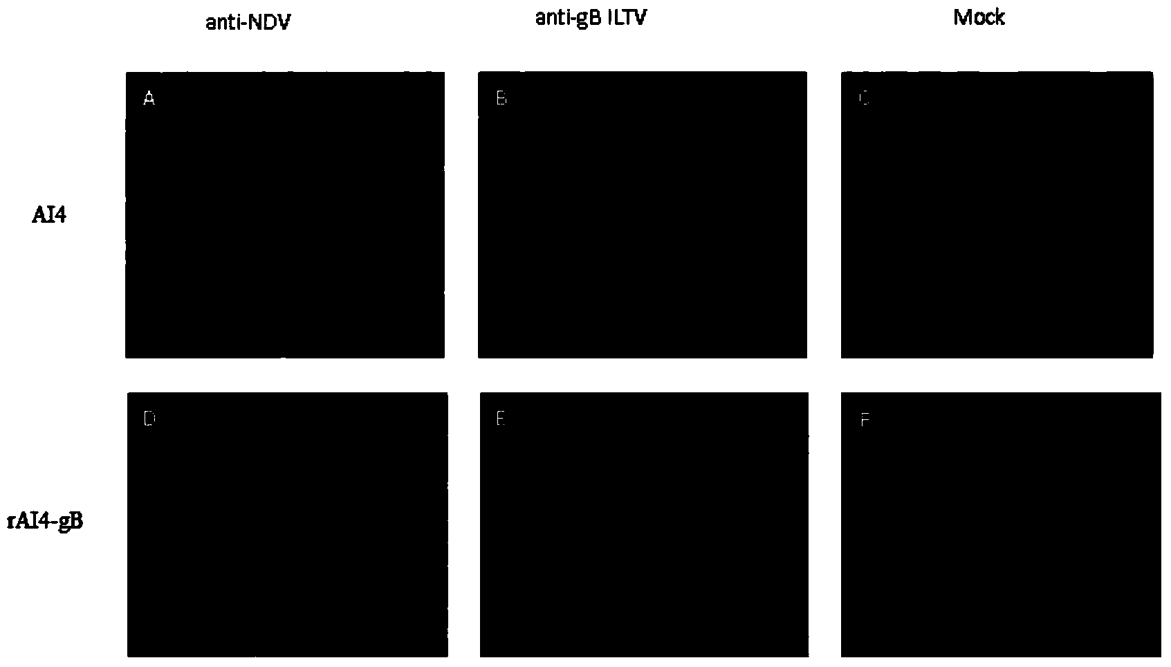 Recombinant newcastle disease virus rAI4-gB vaccine strain expressing infectious laryngotracheitis virus gB protein, and construction method for the vaccine strain