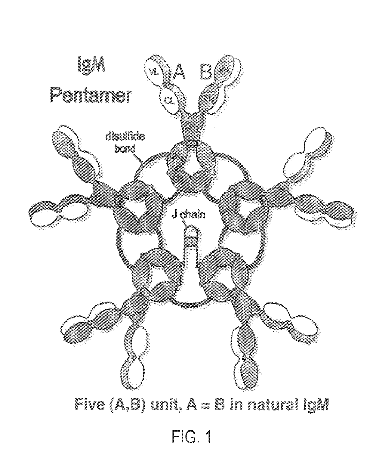 Constant chain modified bispecific, penta- and hexavalent Ig-M antibodies