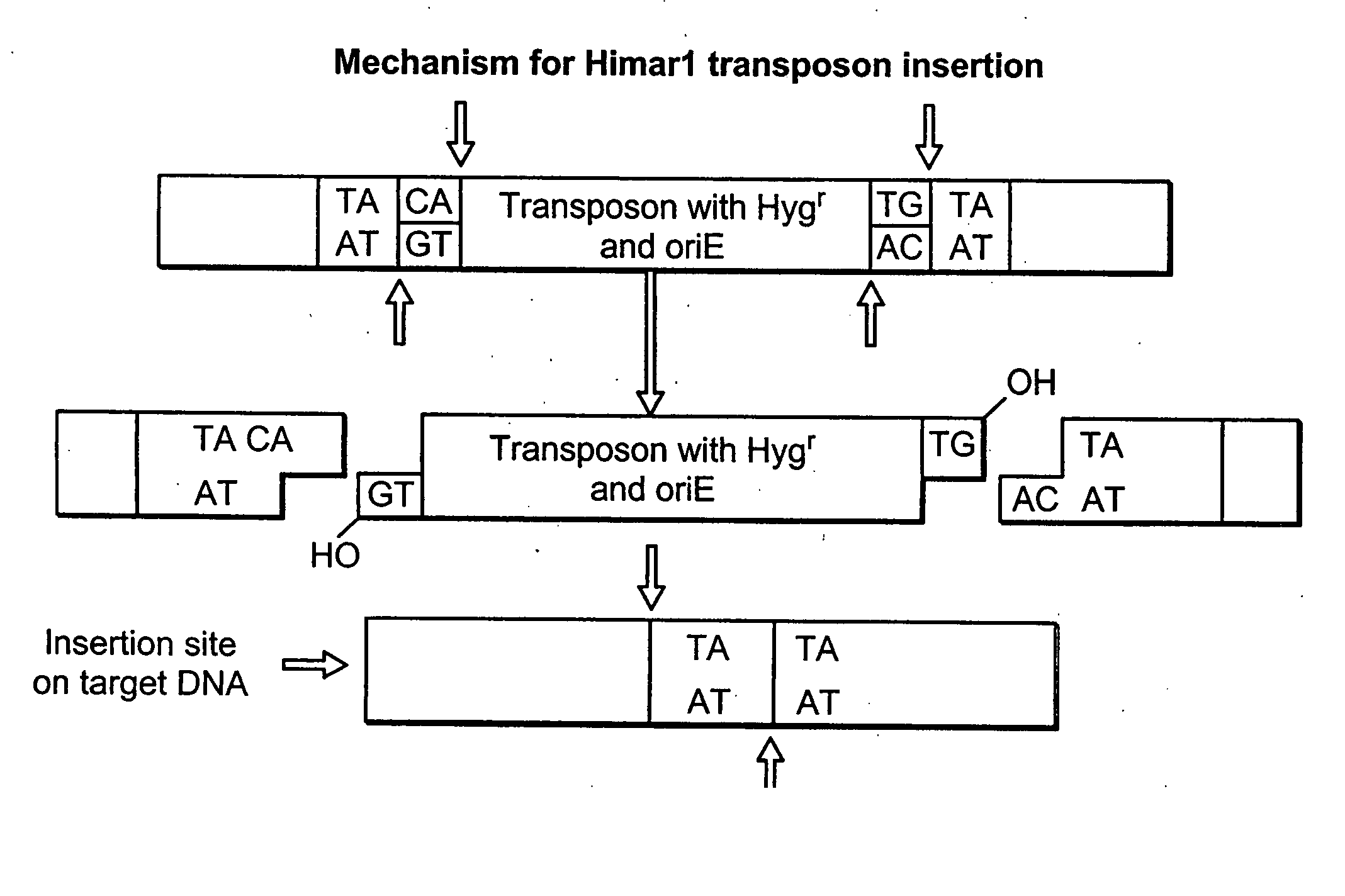 Rhodococcus equi mutants and vaccines comprising same