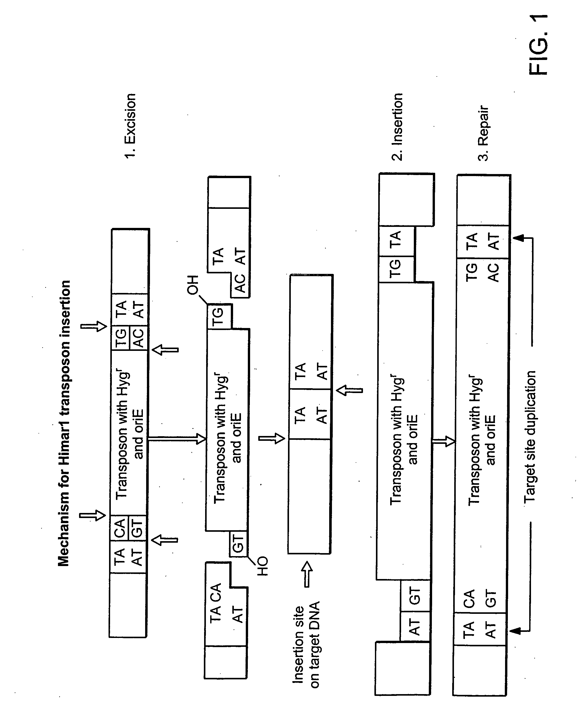 Rhodococcus equi mutants and vaccines comprising same