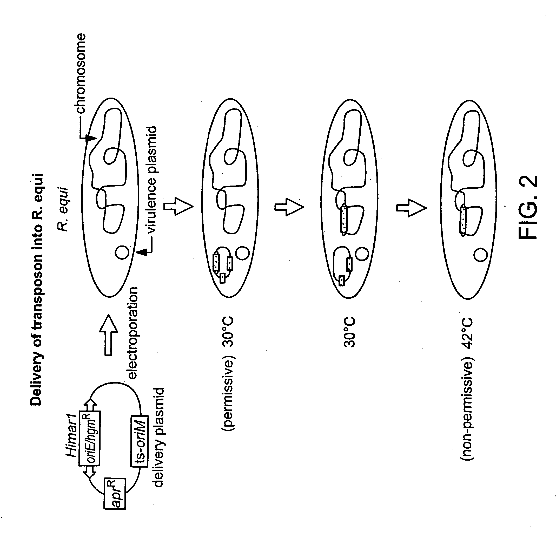 Rhodococcus equi mutants and vaccines comprising same