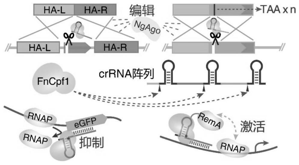 A Crispr Cpf1-based multiple gene editing and expression regulation system in Bacillus subtilis